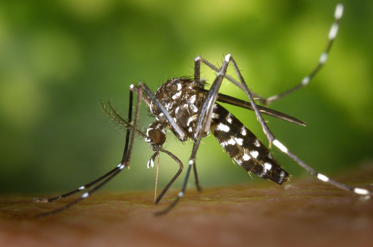 moustique tigre Aedes albopictus